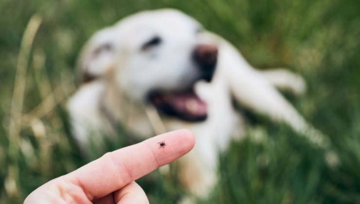 zecca sul cane