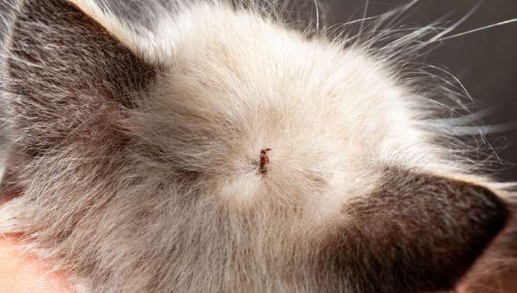 zecca sulla testa del gatto