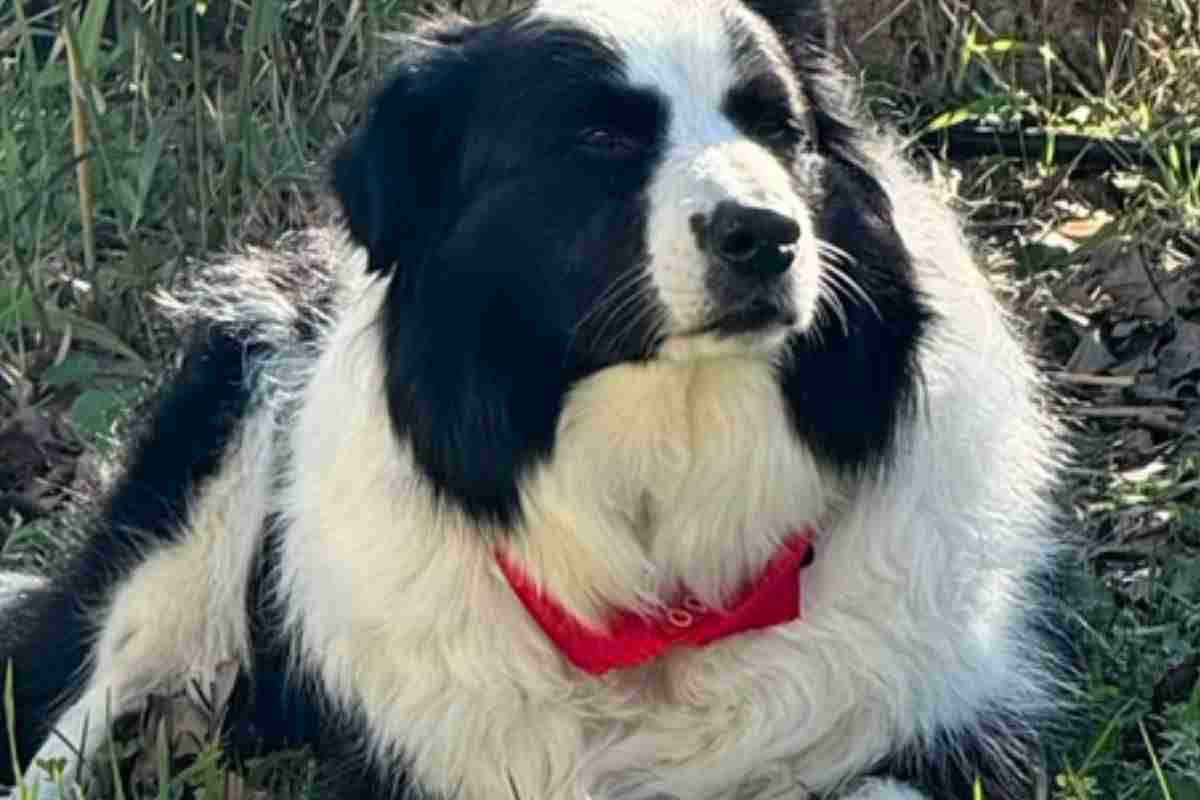 Cane rapito