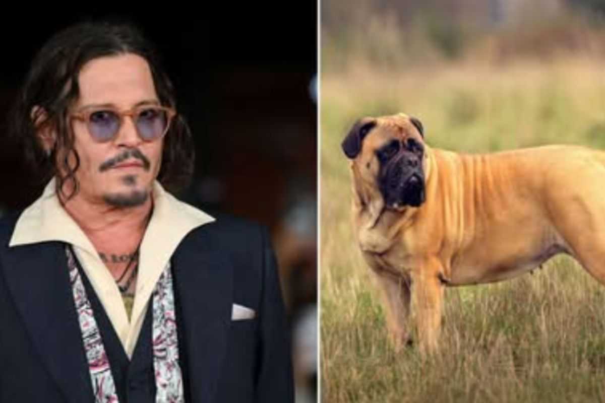 Il Bullmastiff di Johnny Depp 