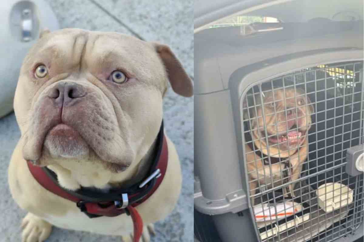 Cane messo in un taxi