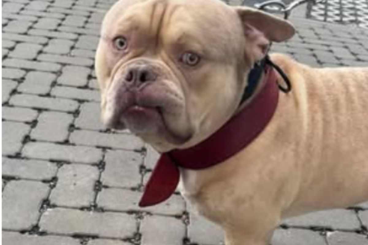 Cane al rifugio