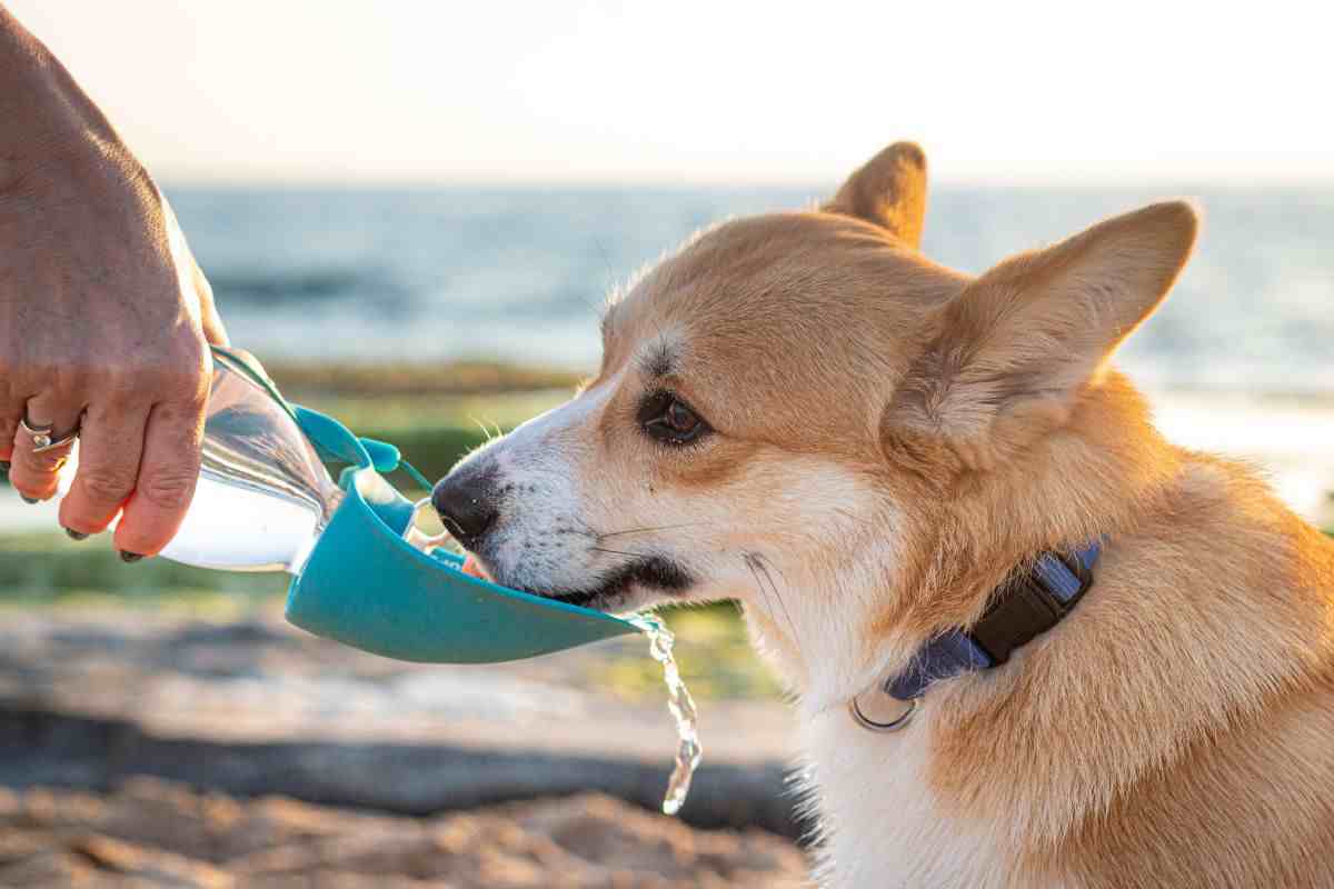 Acqua per il cane a mare