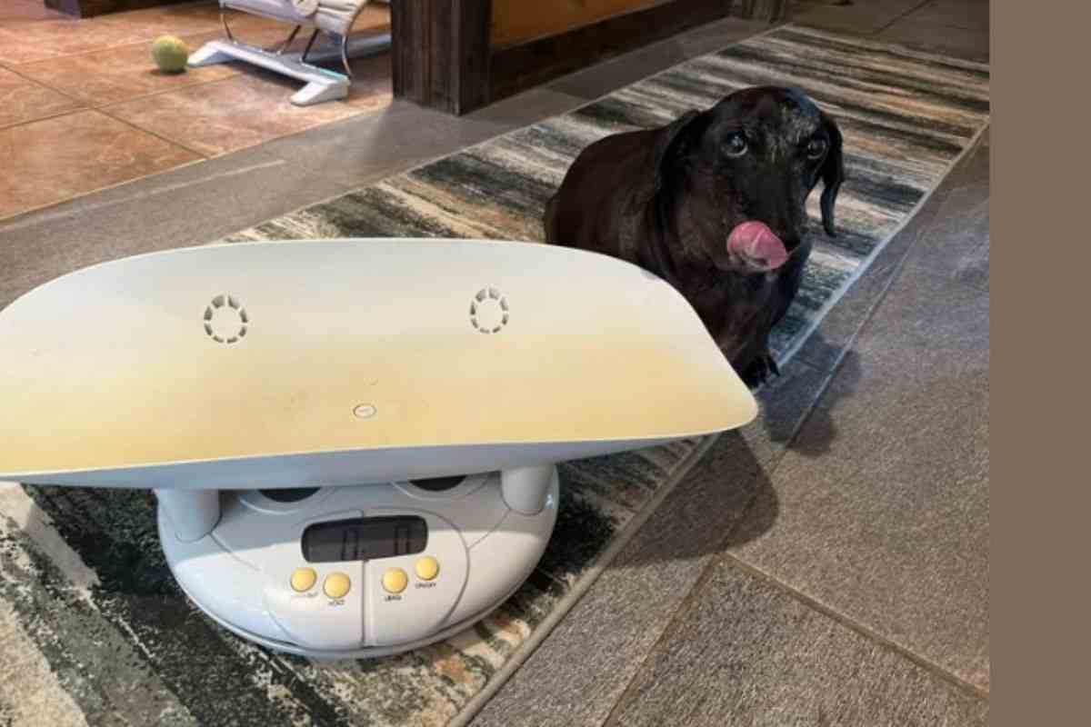 Cane ora è dimagrito
