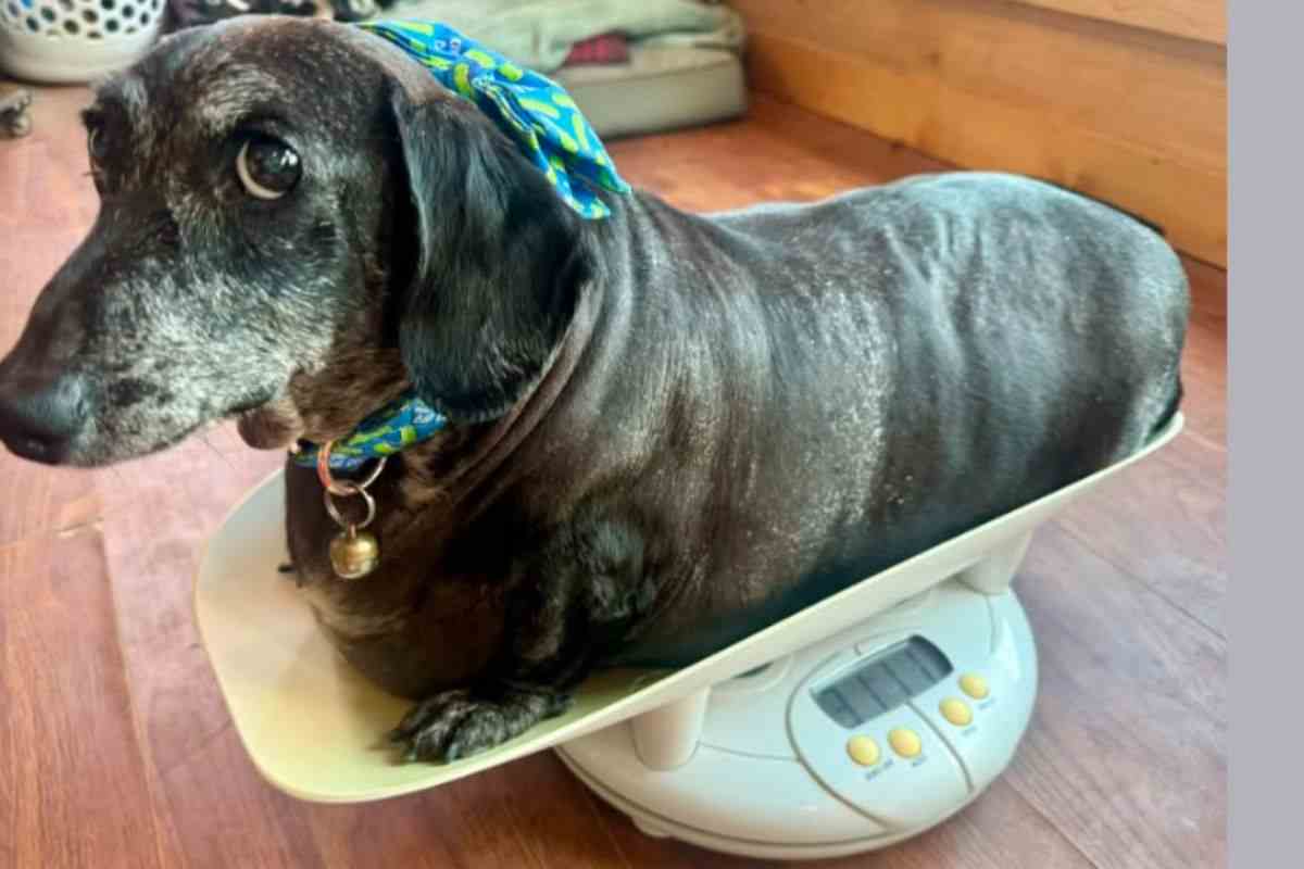 Cane in sovrappeso