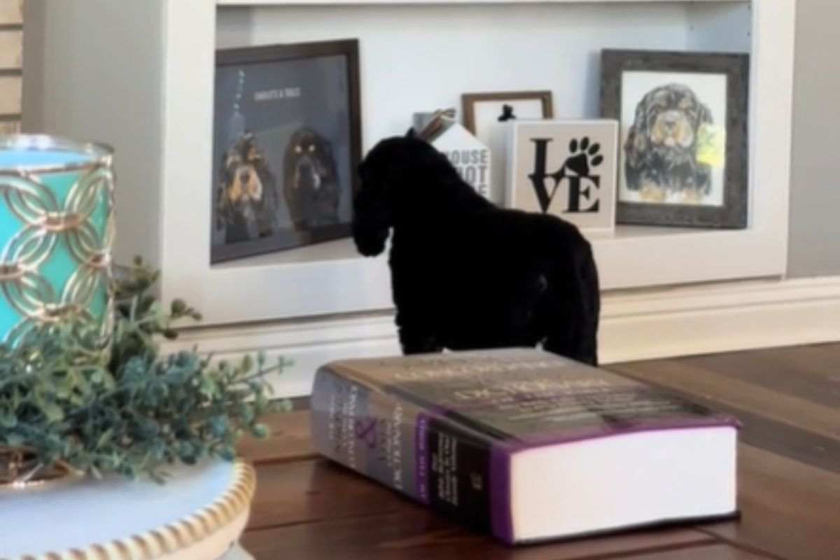 Cane guarda foto