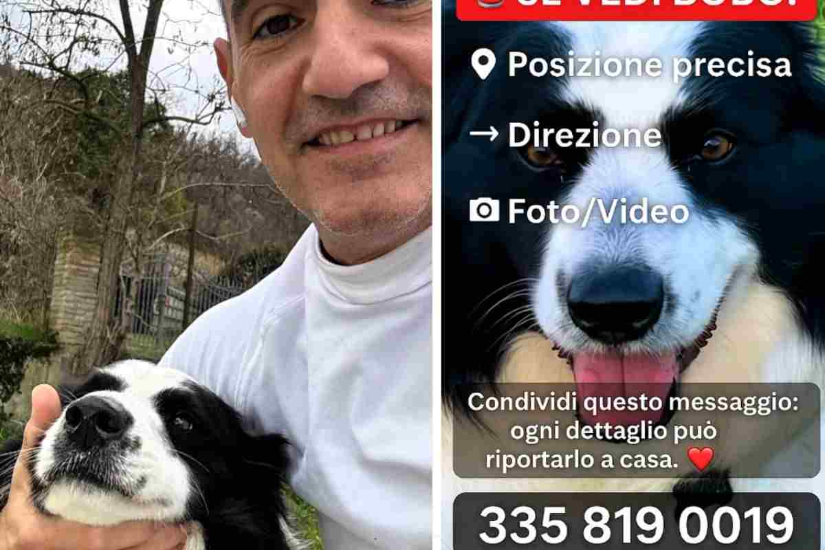 Cane rapito