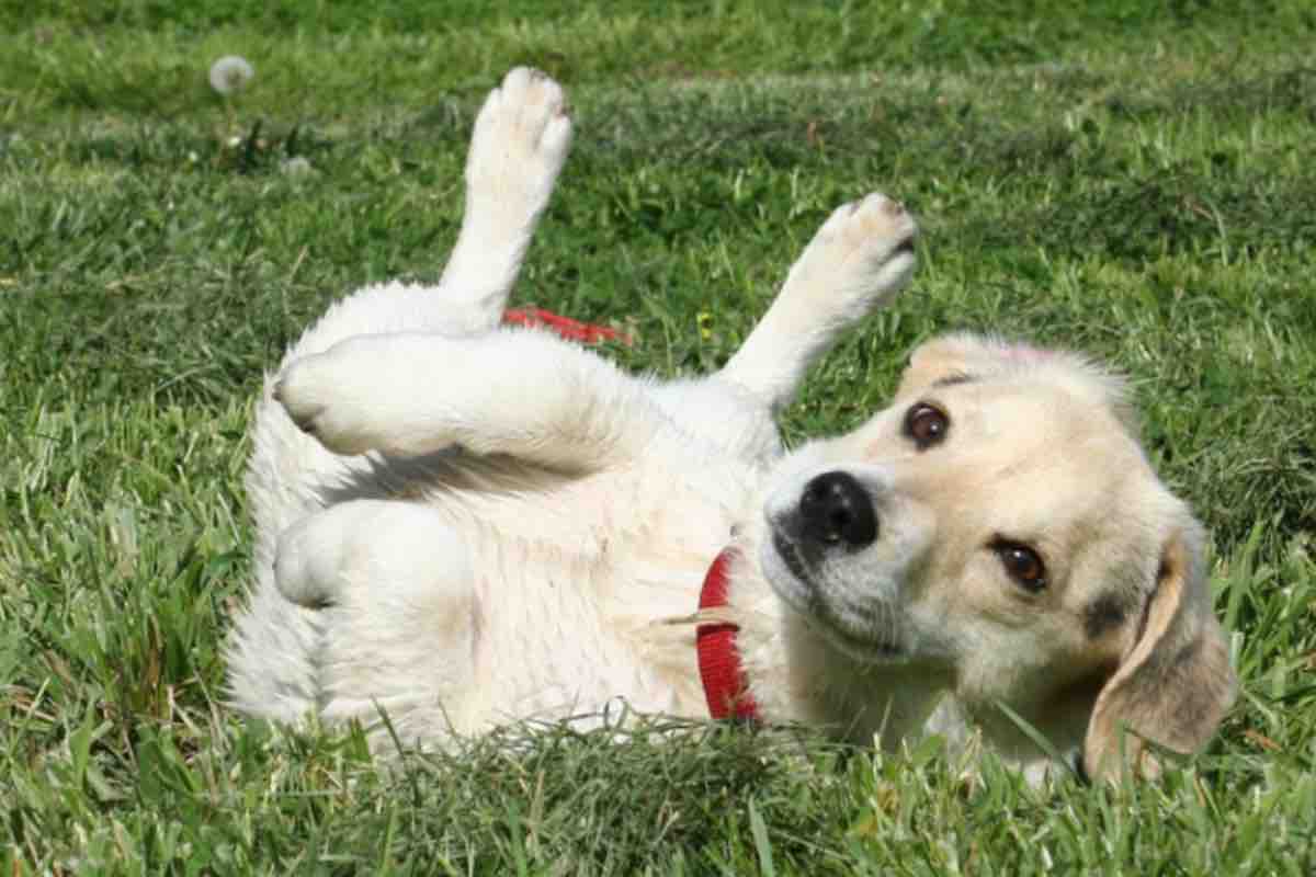 Cucciolo di Jack Russel si rotola sul prato 