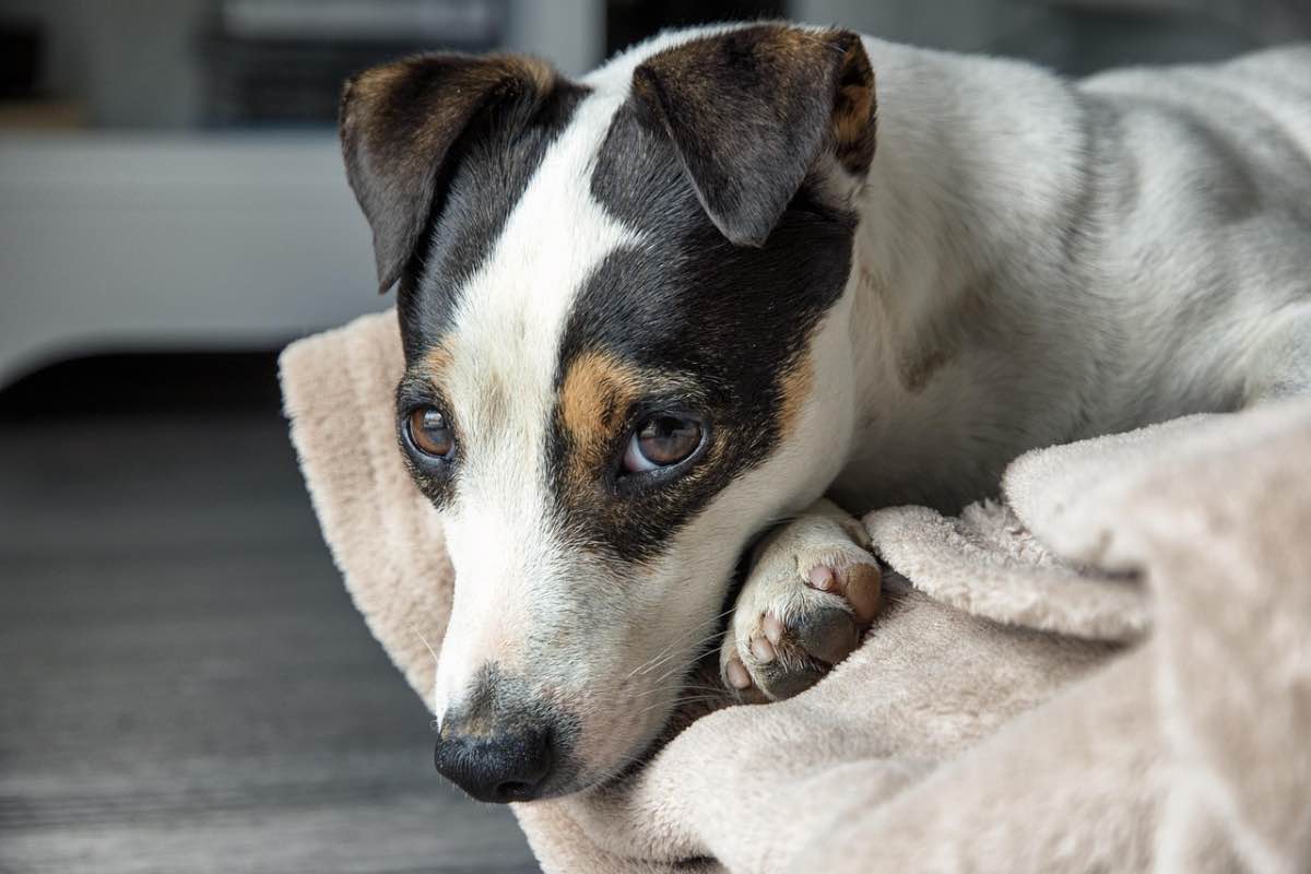 Cagnolina di Jack Russel sdraiata sul divano