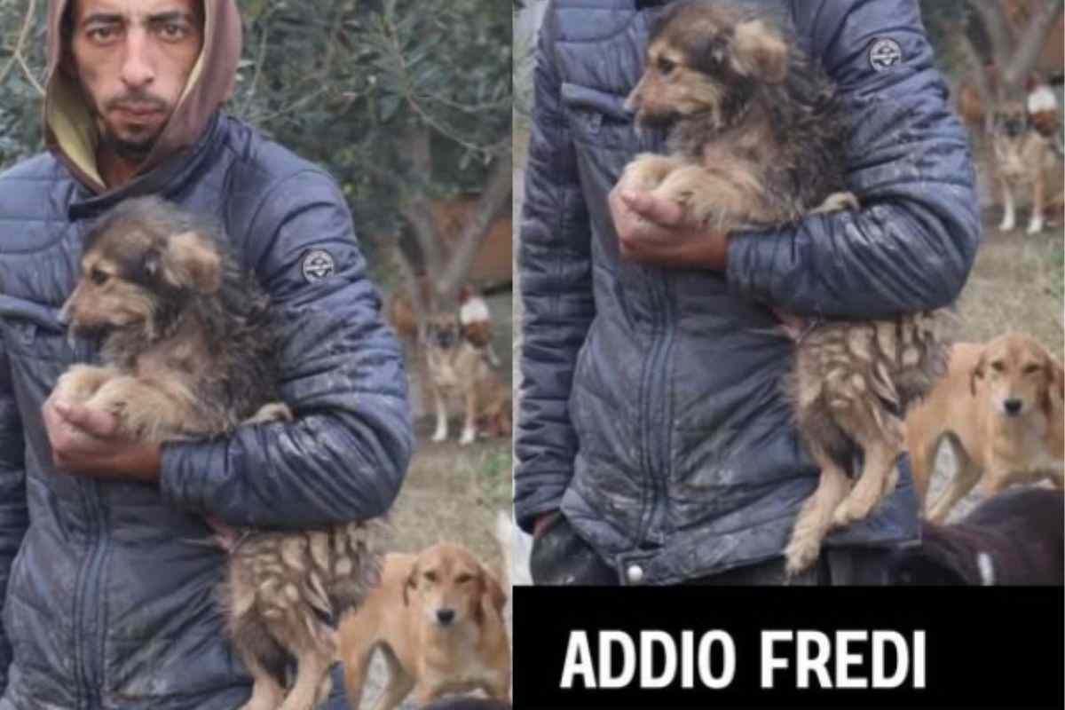 fredi morto