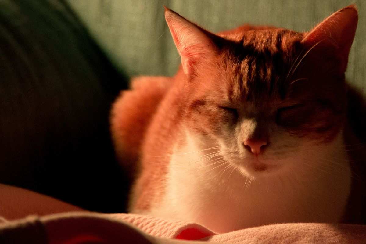Gatto solitario