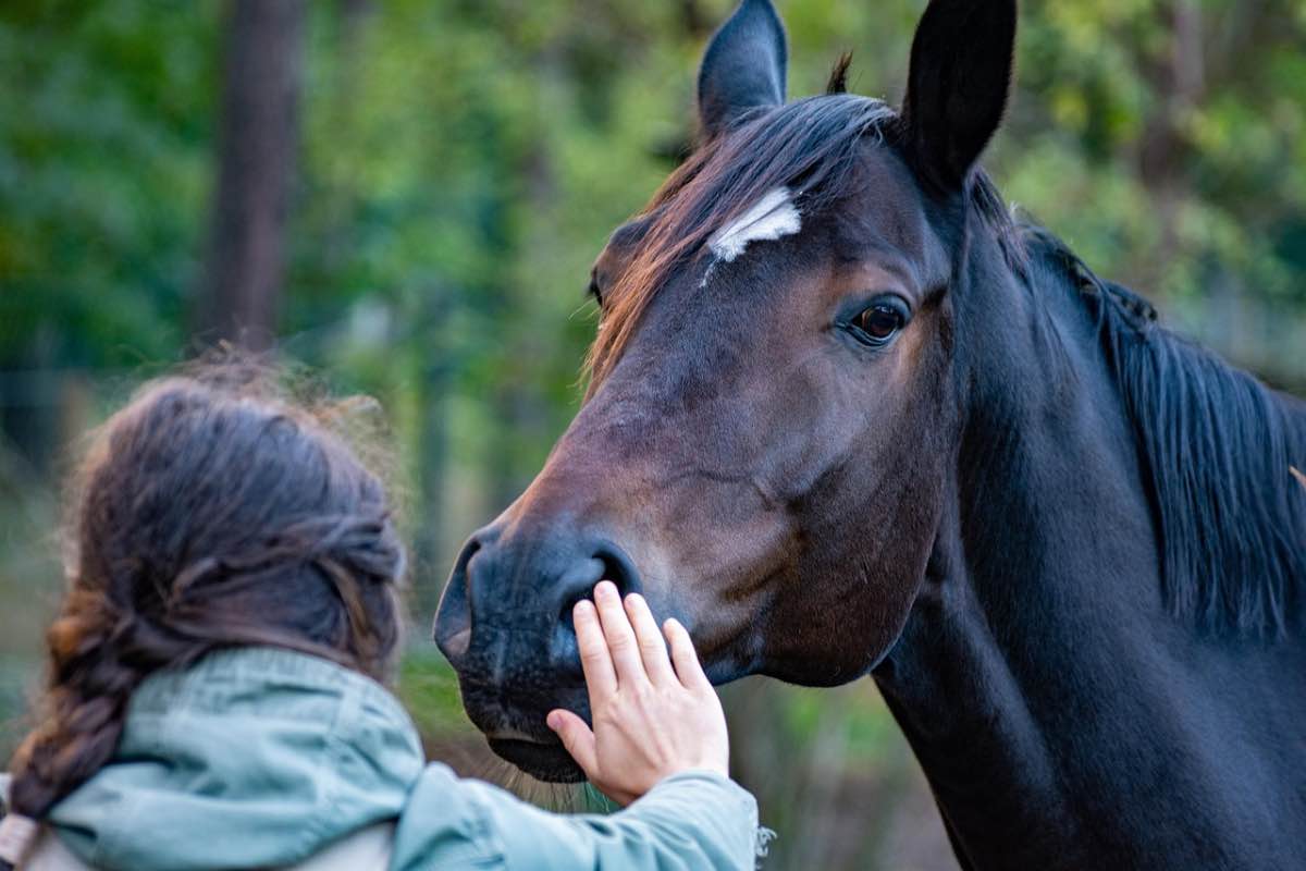 Donna accarezza il muso di un cavallo nella natura