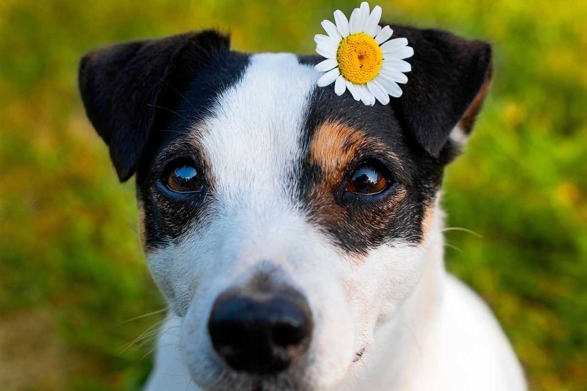 Sguardo gioioso di un Jack Russel con margherita sull’orecchio 