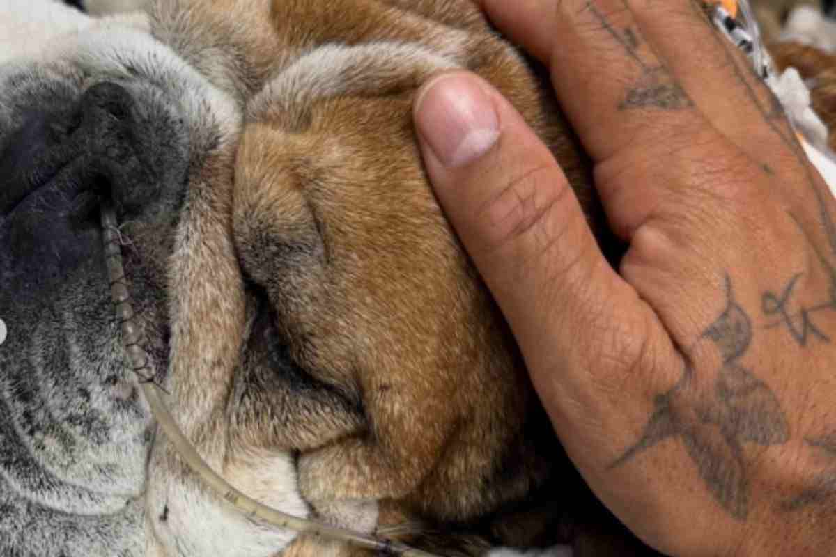 Roscoe accarezzato dal padrone