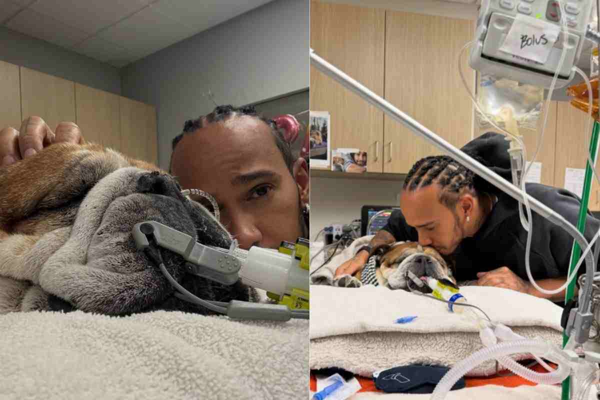 Roscoe il cane di Lewis Hamilton