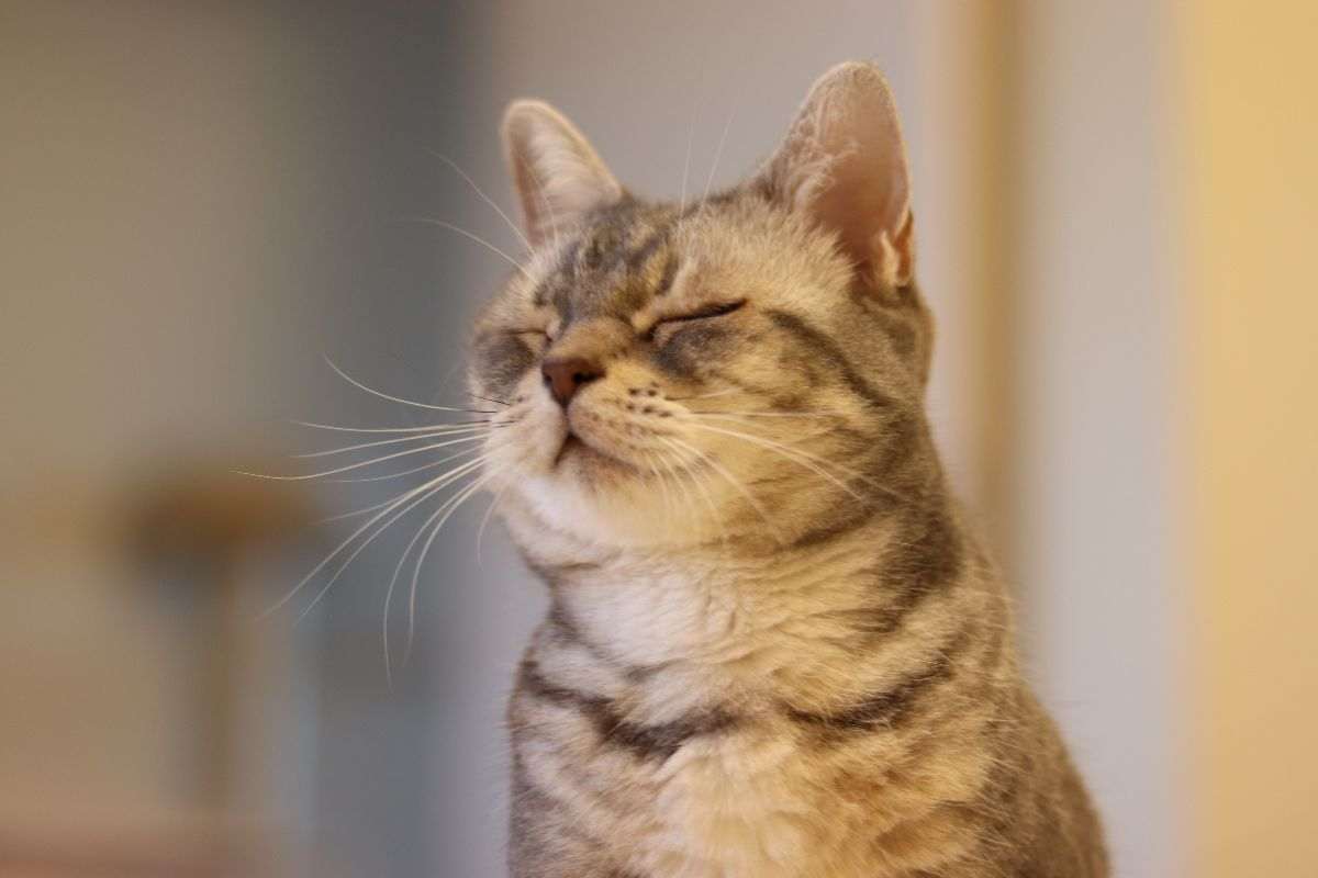 Gatto ha gli occhi chiusi
