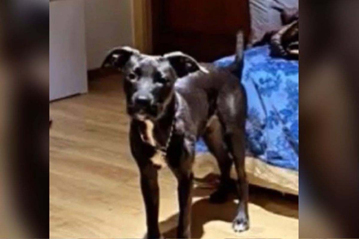 Narcos pitbull ucciso