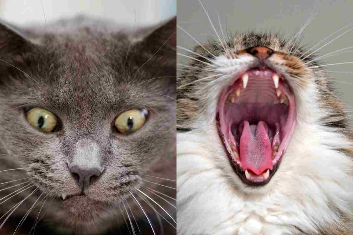 Posizioni del gatto