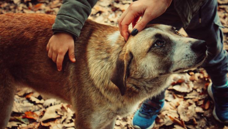 accarezzano il cane