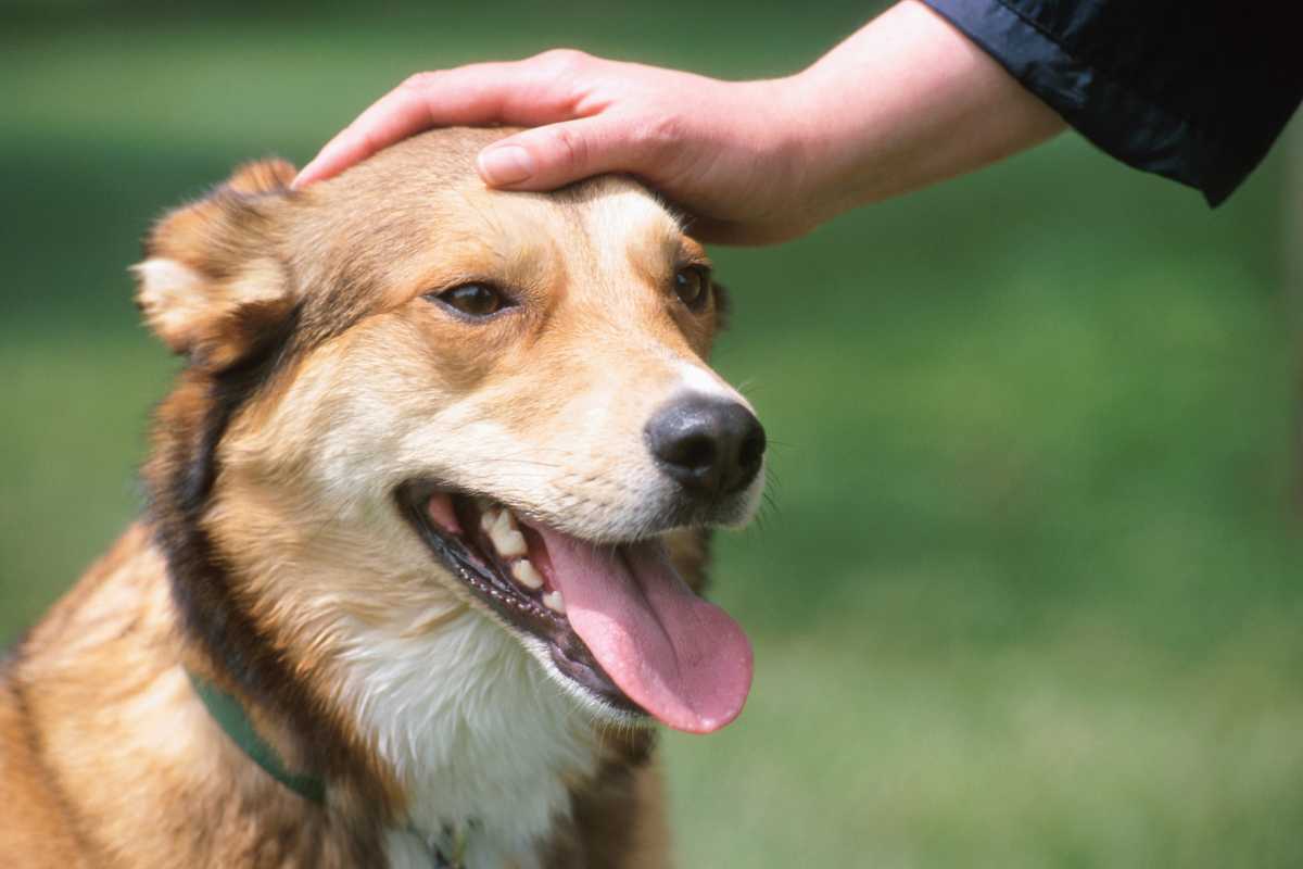 accarezzare il cane