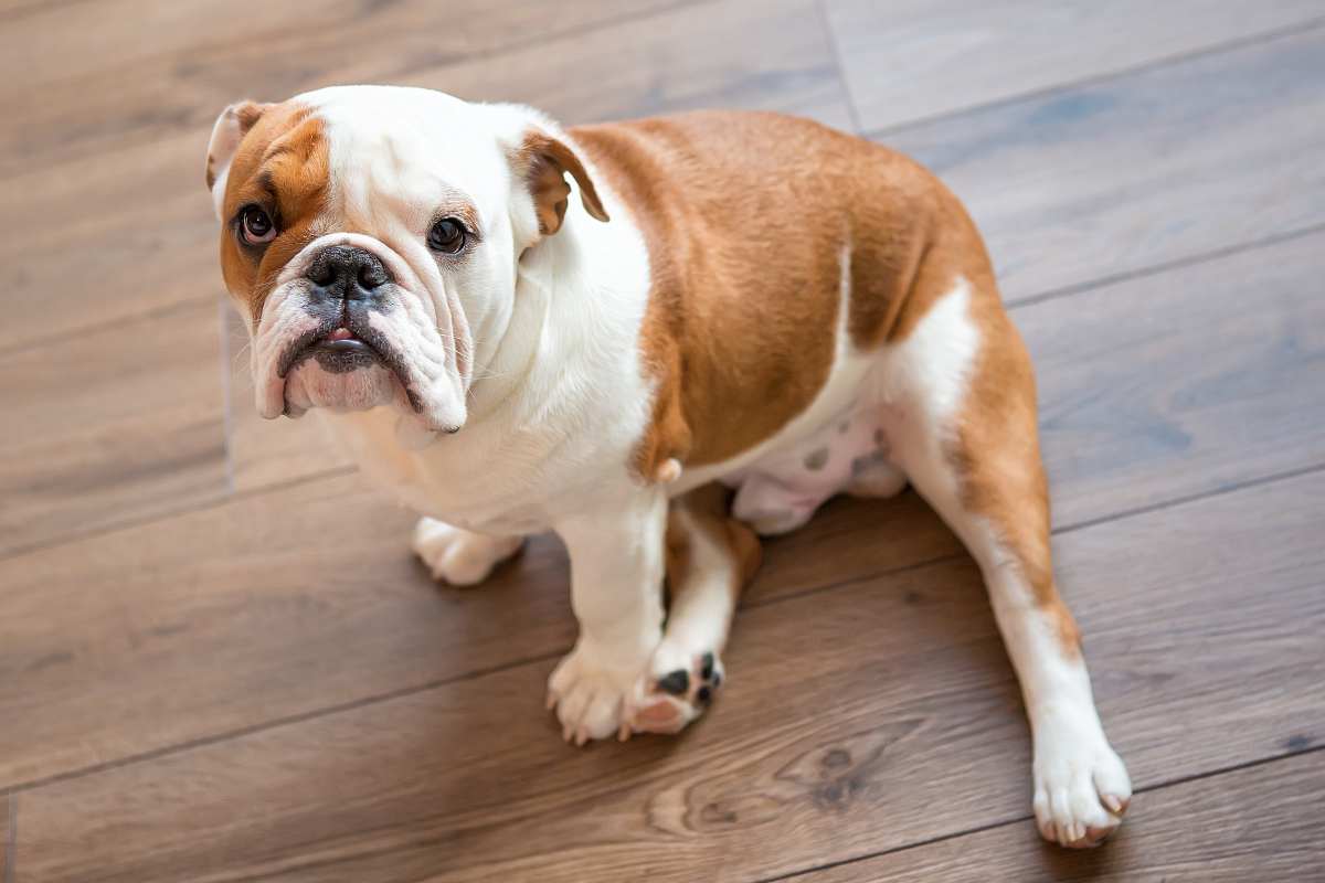Bulldog Inglese