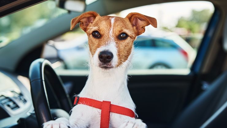 cagnolino in auto