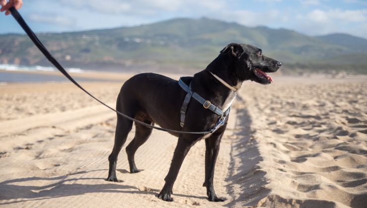 cane al mare