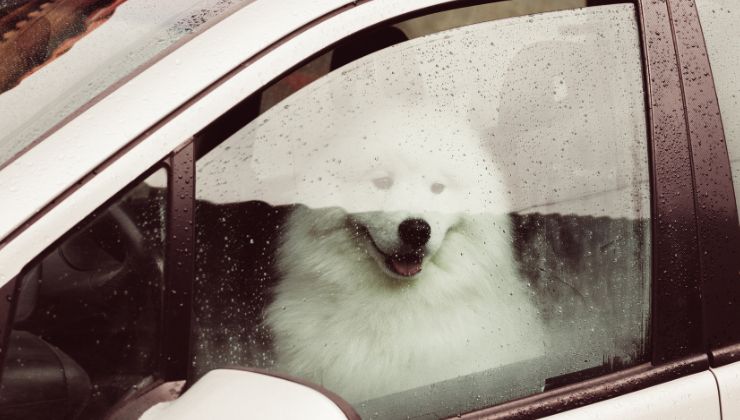 cane in auto