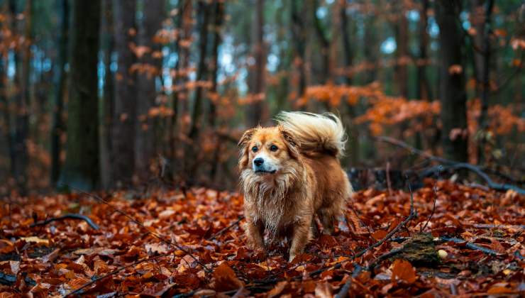 cane nel bosco