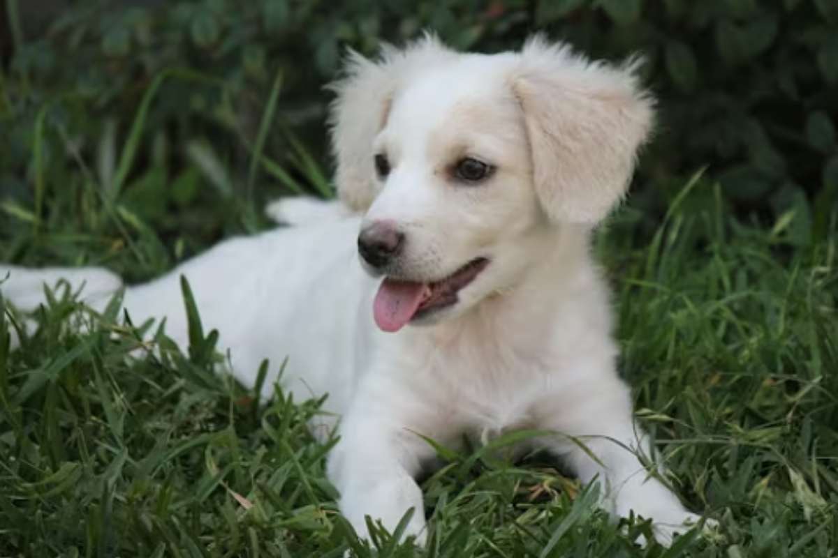 cane pastore Chiribaya crema