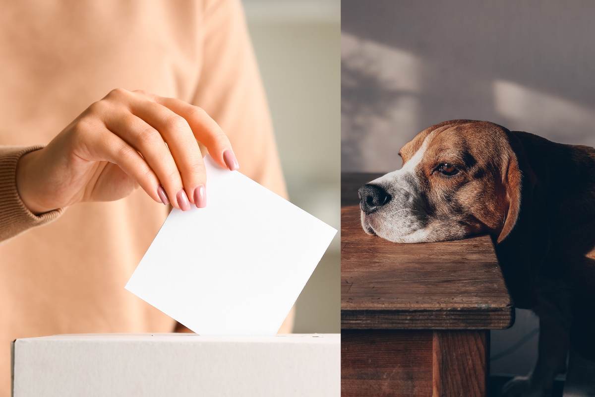 cane seggio elettorale