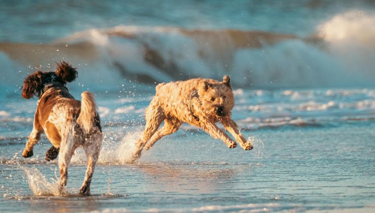 cani al mare