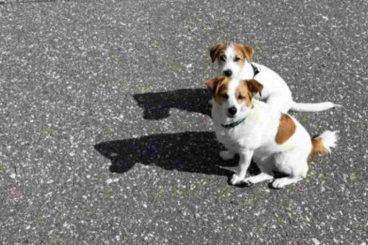 Cani della famiglia