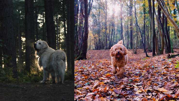 cani nel bosco