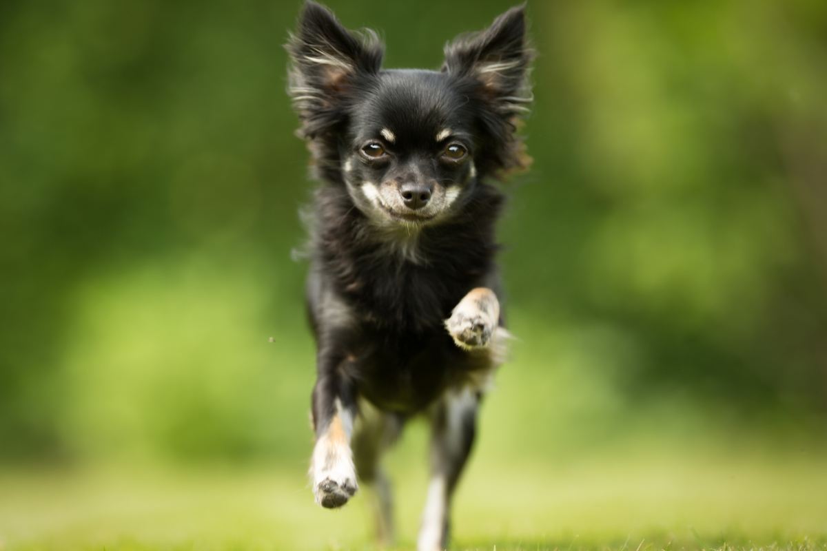 chihuahua che corre