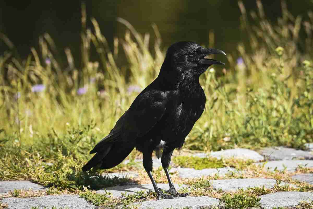 corvo nel suo habitat
