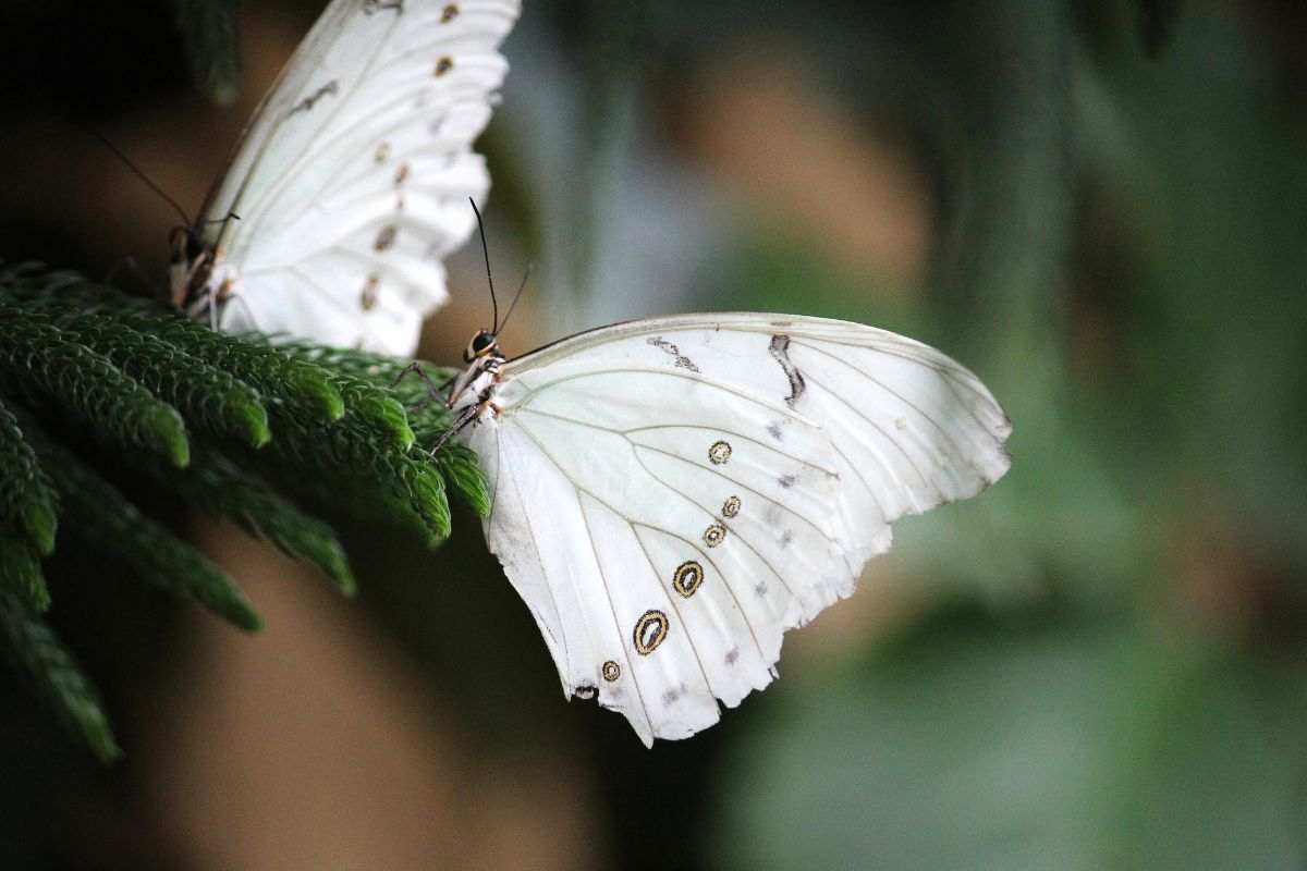 farfalla bianca