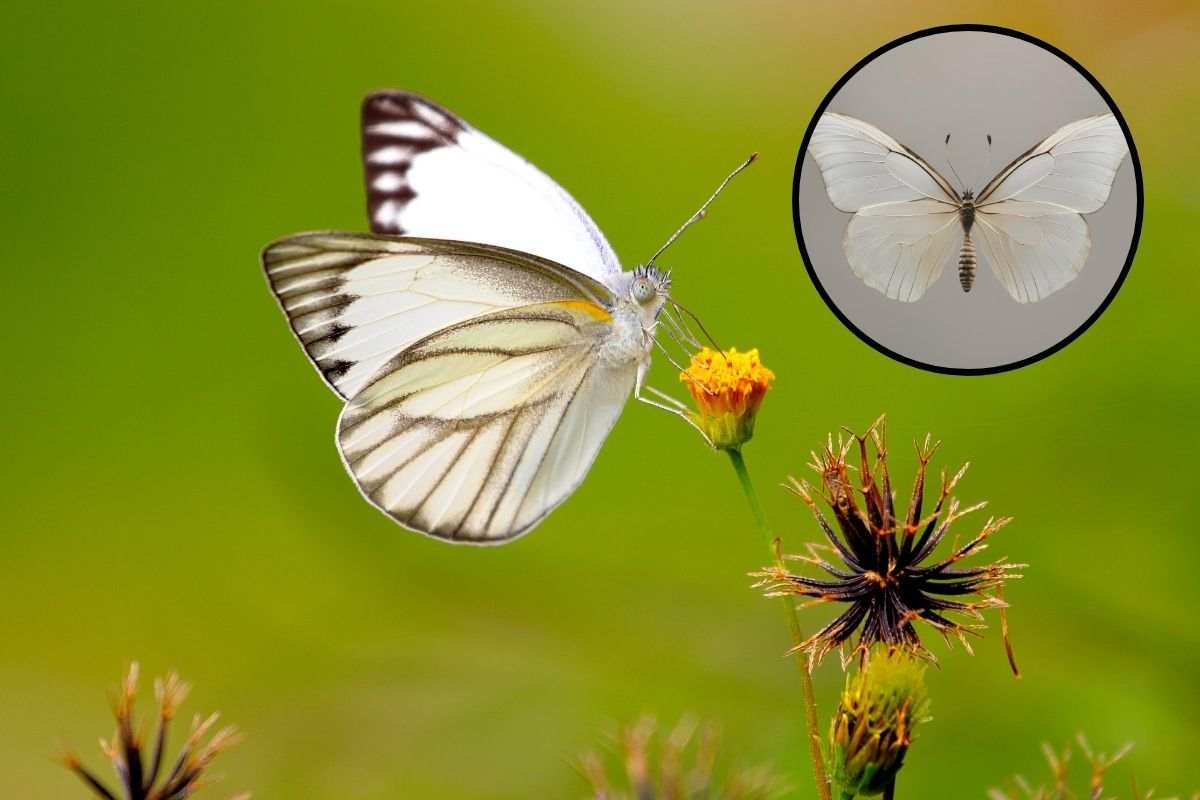 farfalla bianca