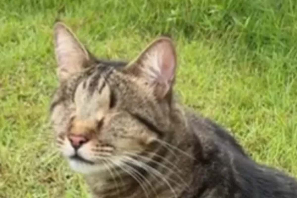 gatto Seymour