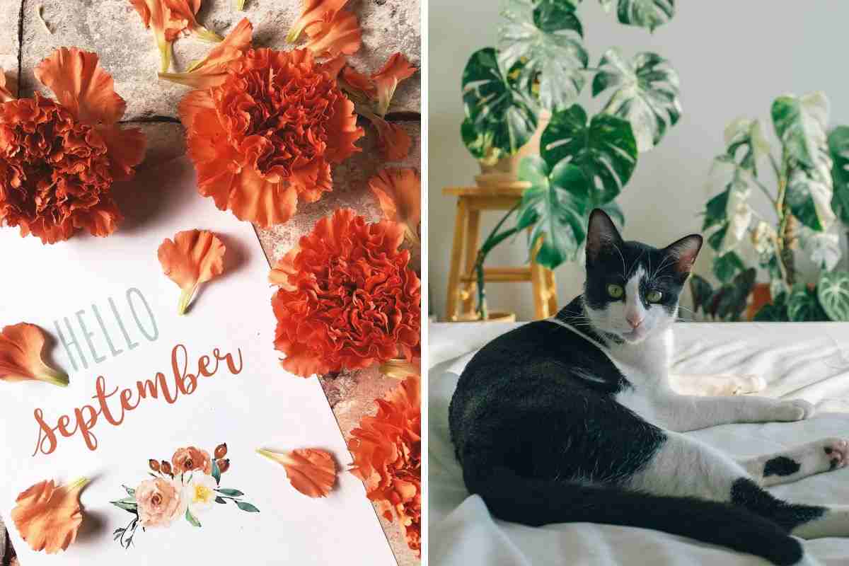 gatto a settembre