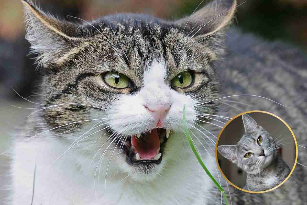gatto