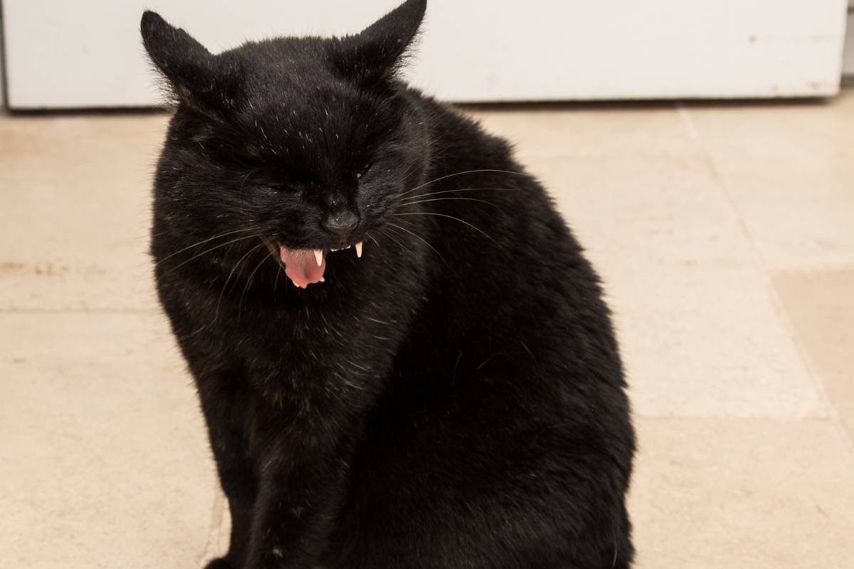 gatto con la tosse