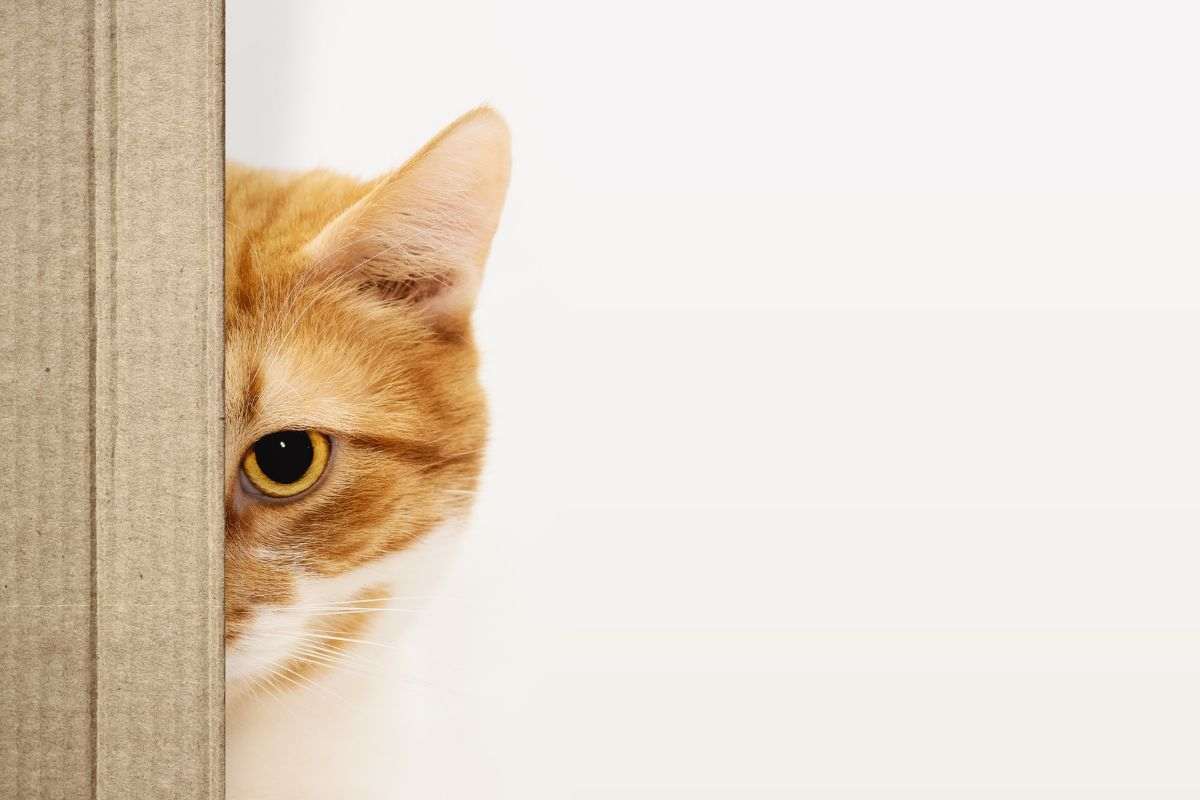 gatto spaventato