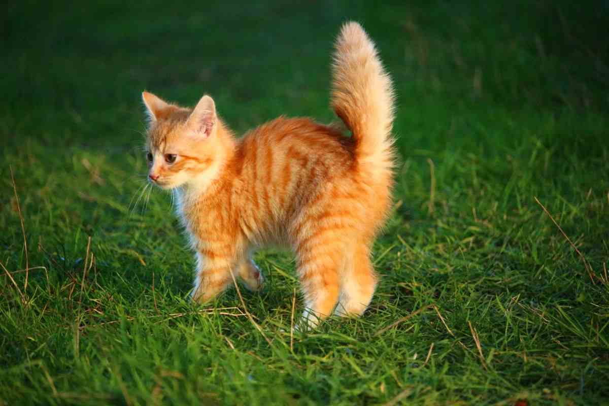 gatto spaventato