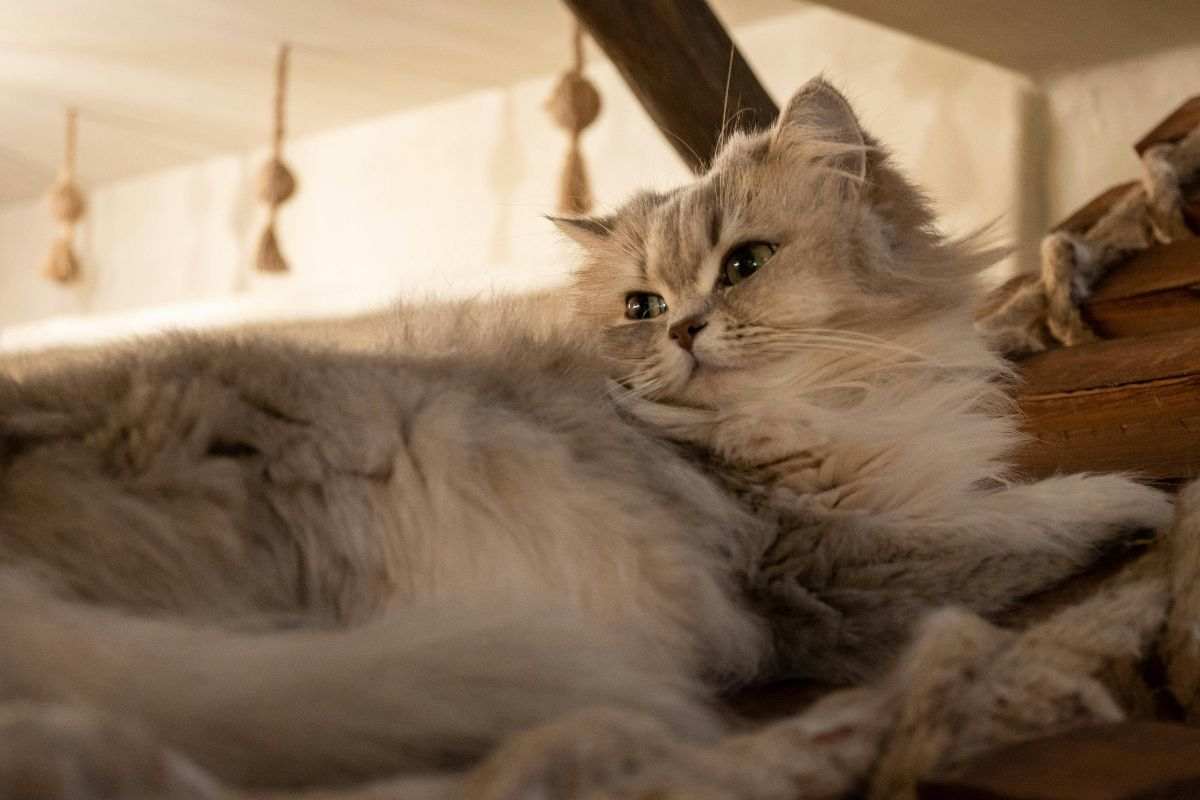 gatto disteso