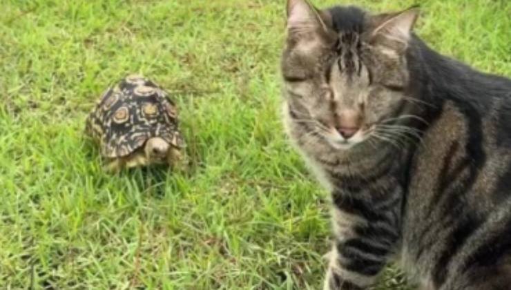 gatto senza occhi