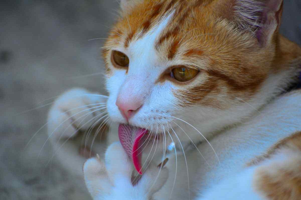 gatto zampa