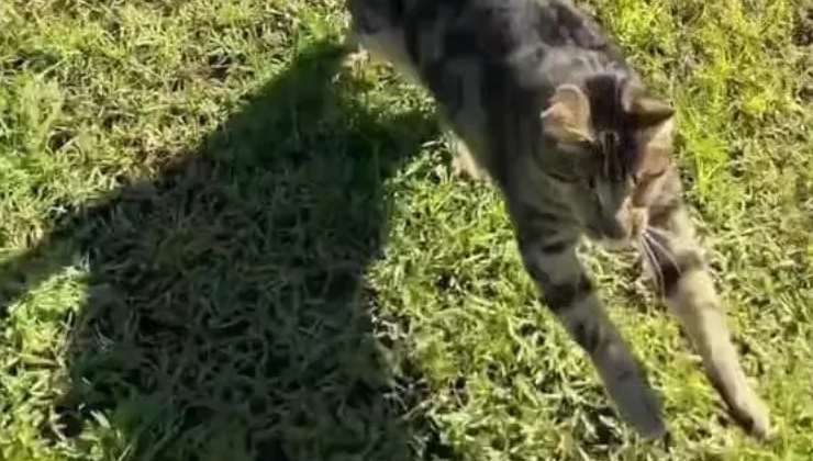 gatto Seymour