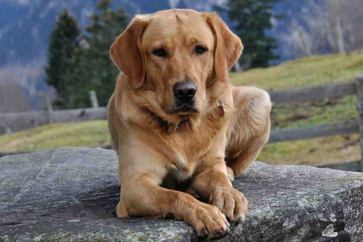 Labrador
