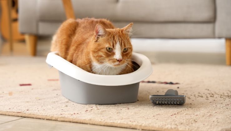la lettiera del gatto